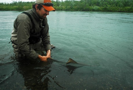  - Early-Season-King-Salmon-2-460x313