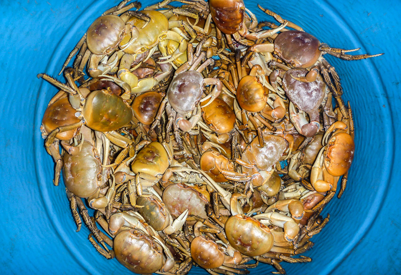 land-crabbing-on-south-andros-island-land-crabs