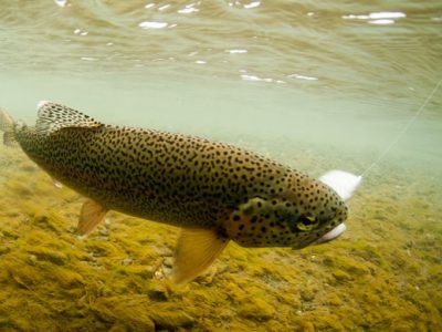 Rainbow trout from western Alaska