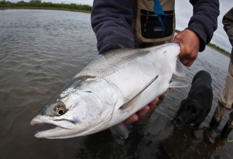 Chum Salmon at Alaska West