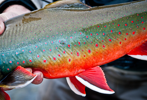 dolly varden trout