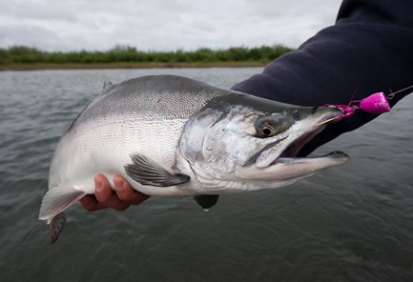 Pink Salmon at Alaska West