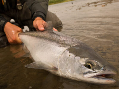 Sockeye Salmon at Alaska West-2