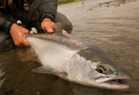 Sockeye Salmon at Alaska West-2