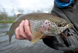 How to Fish a Mouse Fly