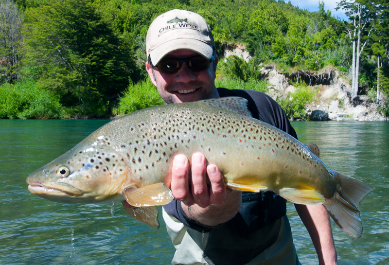 Brown Trout from Chile with Shoulders