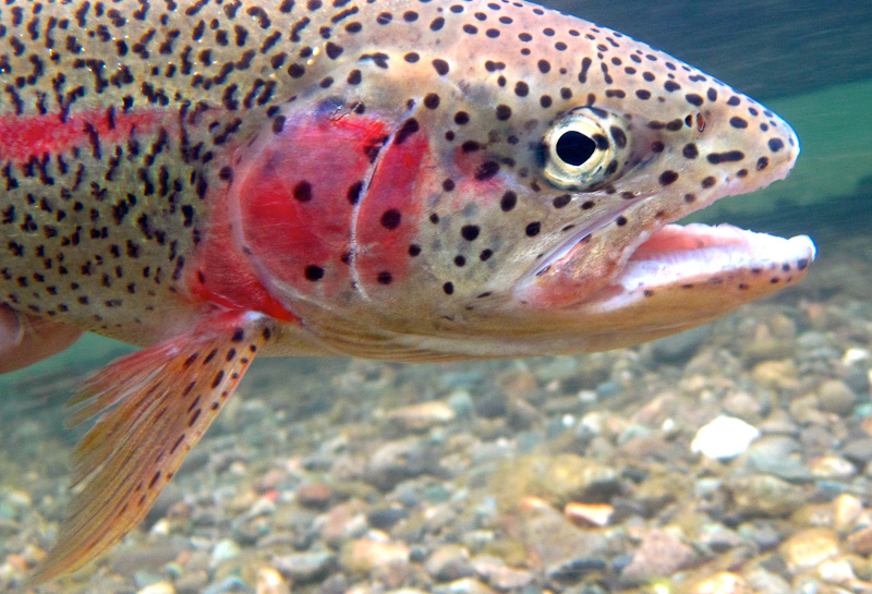 Leopard Rainbow Trout in Alaska