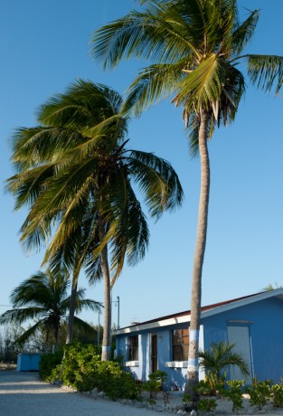 Blue Skies and Palm Trees