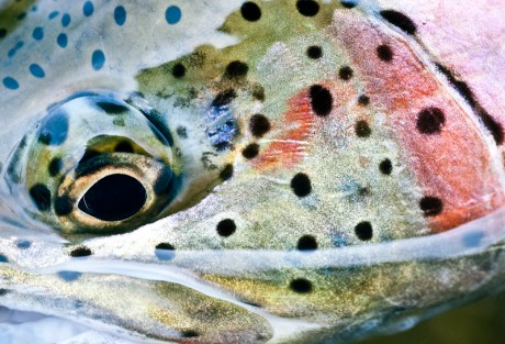 Rainbow Trout by Louis Cahill Photography
