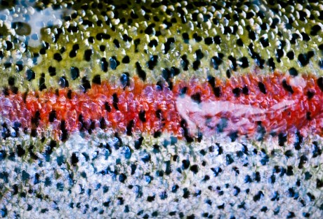Trout Stripe by Louis Cahill Photography