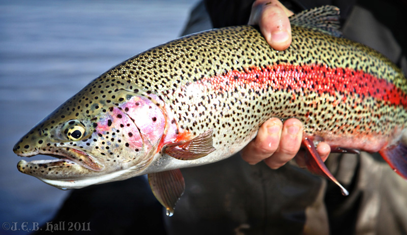 Bead Fishing for Alaskan Trout | JEB Hall’s Rig