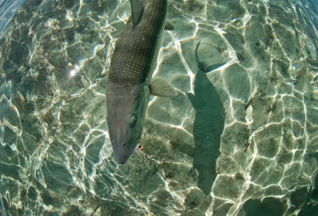 Bonefish Shadow by Louis Cahill Photography