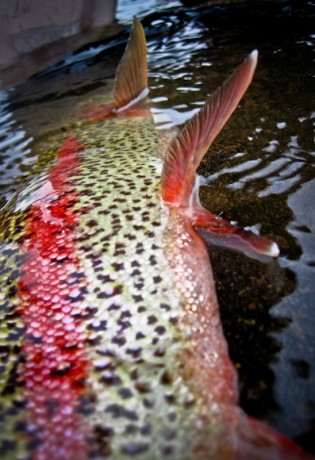 Rainbow Trout Coming Soon
