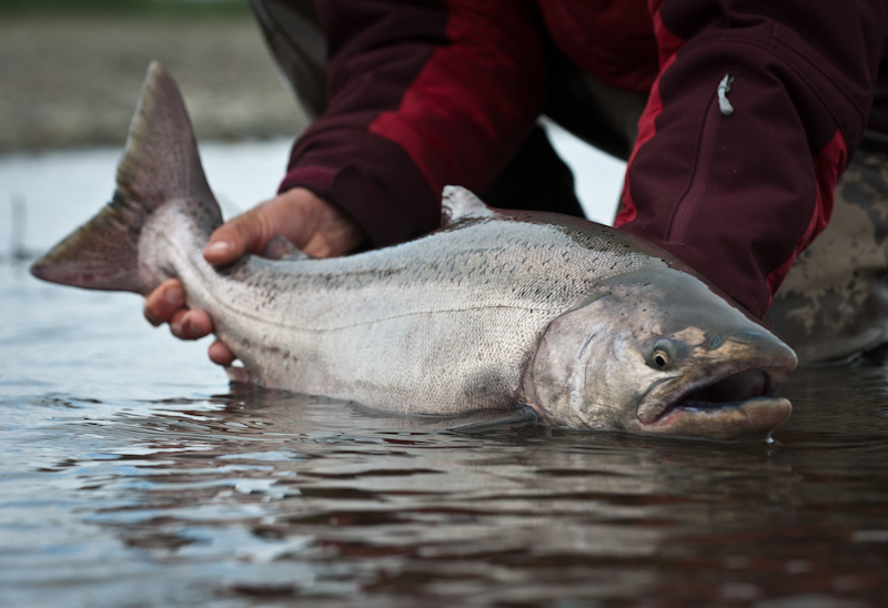 Favorite King Salmon Fly Rod Poll