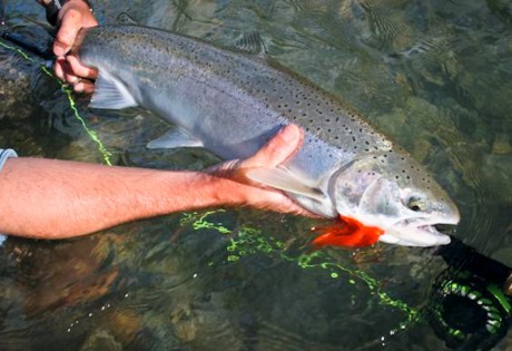 Midcurrent Fishing Articles