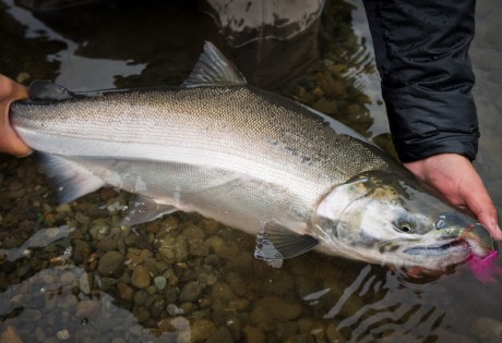 Why Fish for Silver Salmon
