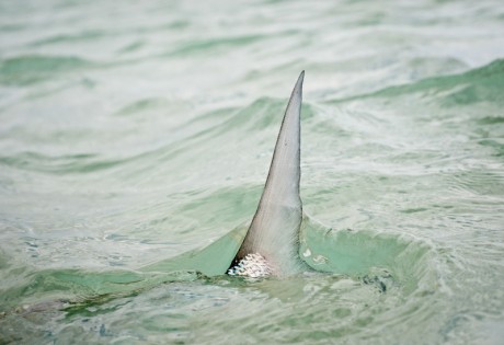 Bonefish Tailing by Louis Cahill Photography