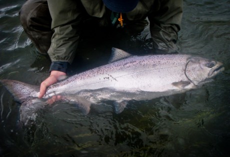 King Salmon - Bullet Weights
