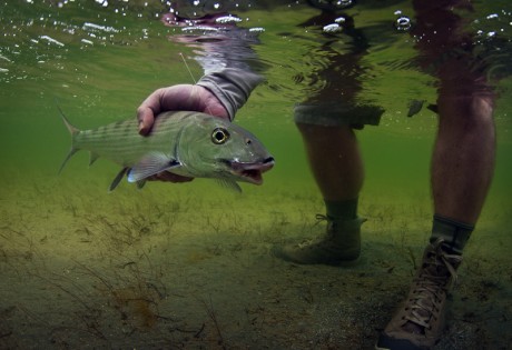 Bonefish Underwater
