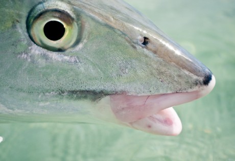 Bonefish Head by Louis Cahill Photography