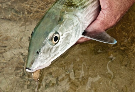 Bonefish Winner by Louis Cahill Photography