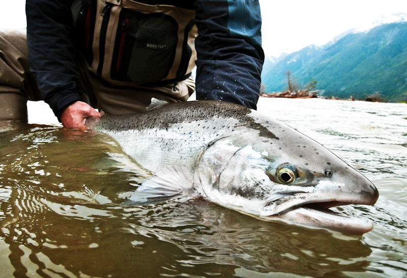 Dean Steelhead | Fresh from the Ocean