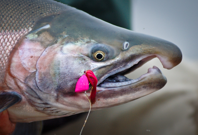 Dry Fly Fishing in Alaska Mousing, Wogging, Skating and More