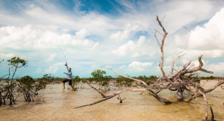 Mangrove Shuffle by Louis Cahill Photography