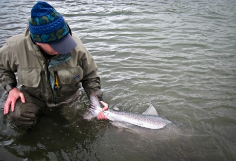 King Salmon Release Shot