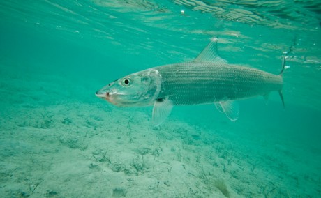 Bonefish by Louis Cahill Photography
