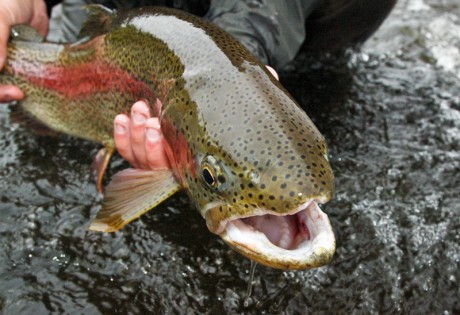 Rainbow Trout Mouth