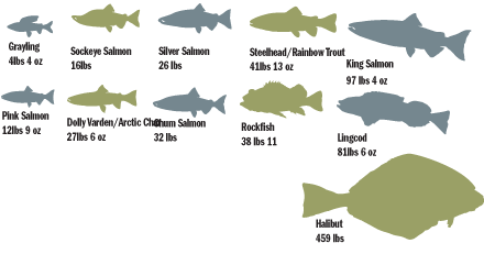 All Five Salmon Species At Rapids Camp Lodge