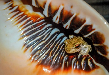 Conch Shell Frog