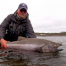 Chrome King Salmon from Western Alaska