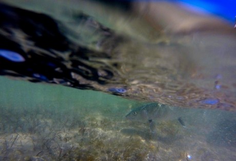 Underwater Bonefish Shot from Andros South