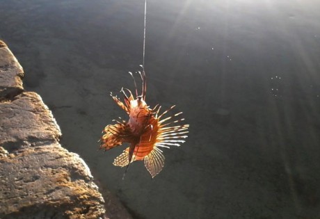 South Andros Island Lionfish