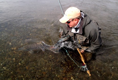 Fly Fishing for Chum Salmon