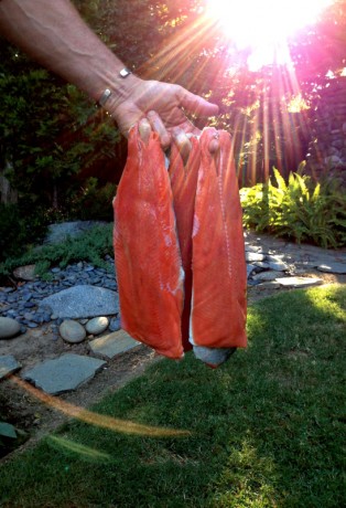 Fresh Salmon from Alaska West