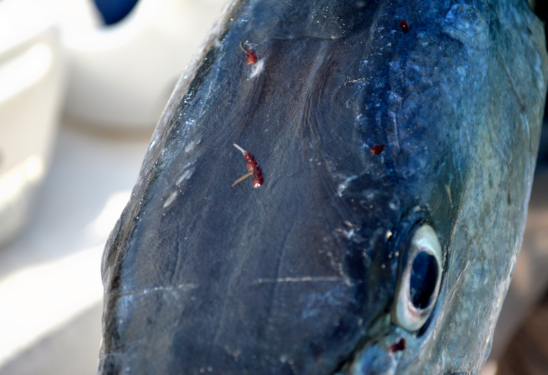 Sea Lice at Andros South Photo of Sea lice on a Barracuda
