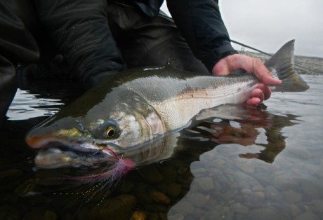 Silver Salmon on the Swing at Alaska West