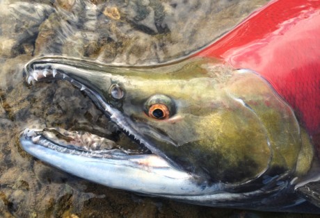 Sockeye salmon at Alaska West