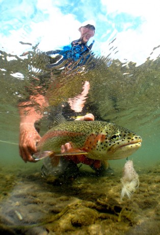 underwater trout on flesh at Alaska West