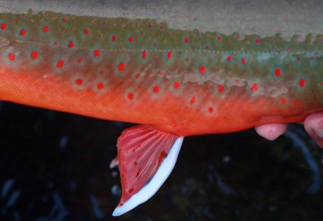 Dolly Varden Spawning Colors