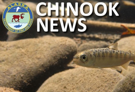 Chinook News ADF&G King Salmon Newsletter