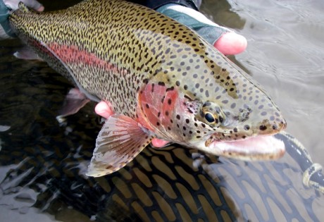 Fly fishing for rainbow trout