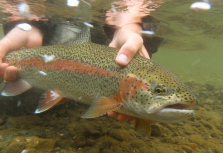 Fly fishing for trout in Alaska