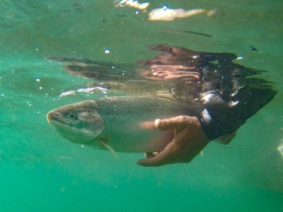 Rapids Camp Lodge Rainbow Trout by Abe Blair