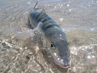 Fly fishing for bonefish photo courtesy of Peter Viau