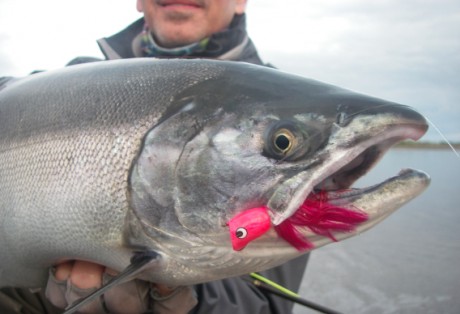 Fly Fishing for Silver Salmon with Poppers