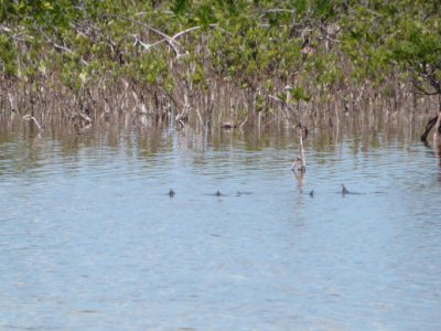 Tailing bonefish Andros South Bonefish Lodge